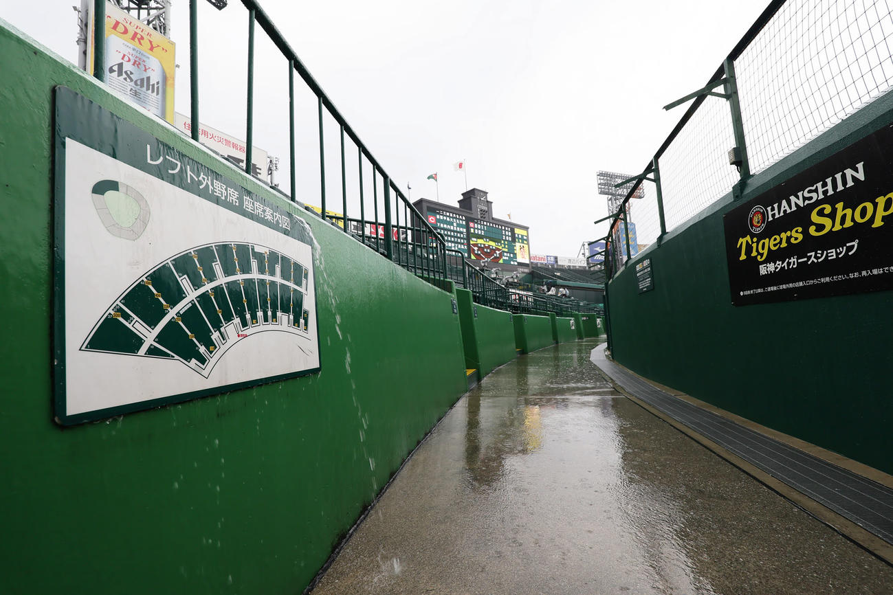 試合前、激しい雨が降る甲子園球場（撮影・足立雅史）