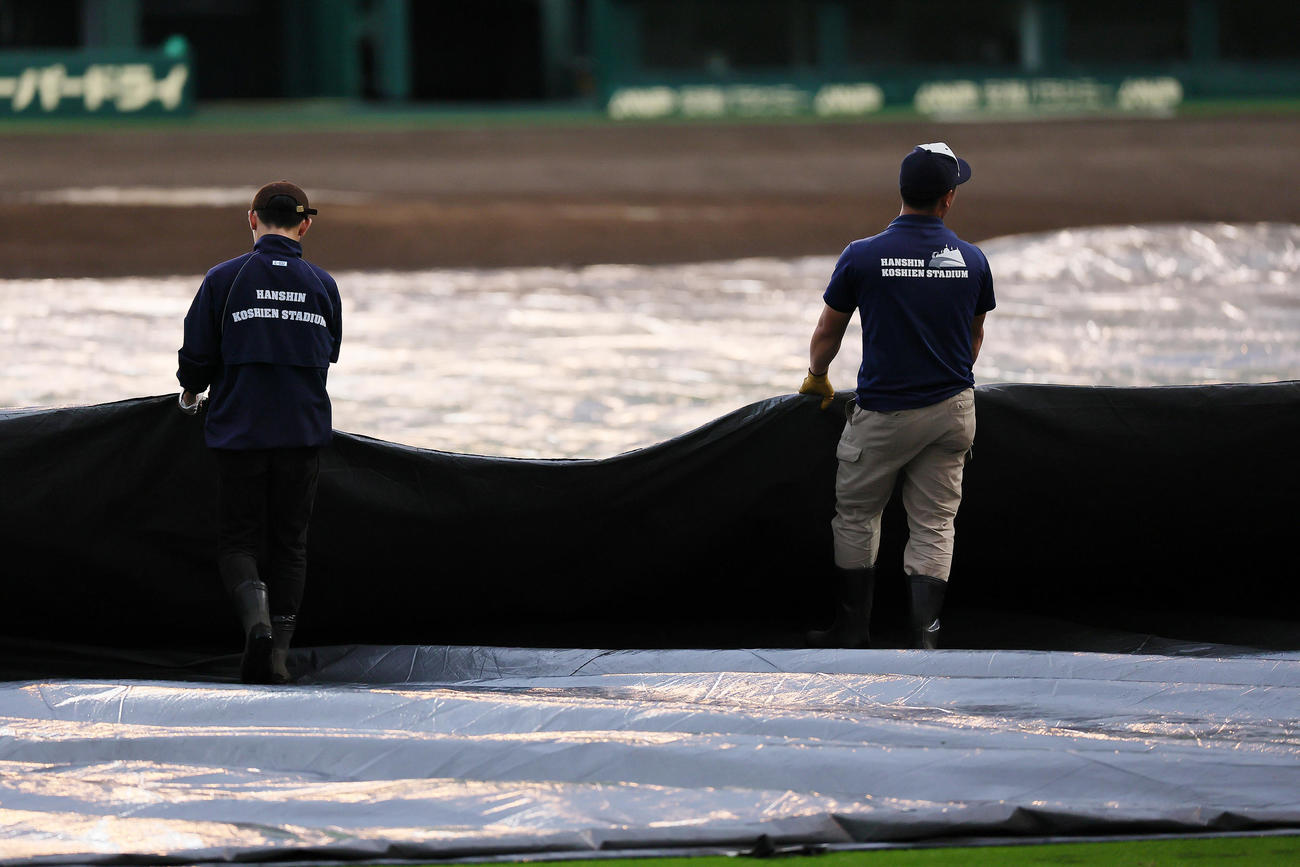 試合前、阪神園芸ら球場スタッフによってグラウンドのシートがはがされる（撮影・足立雅史）