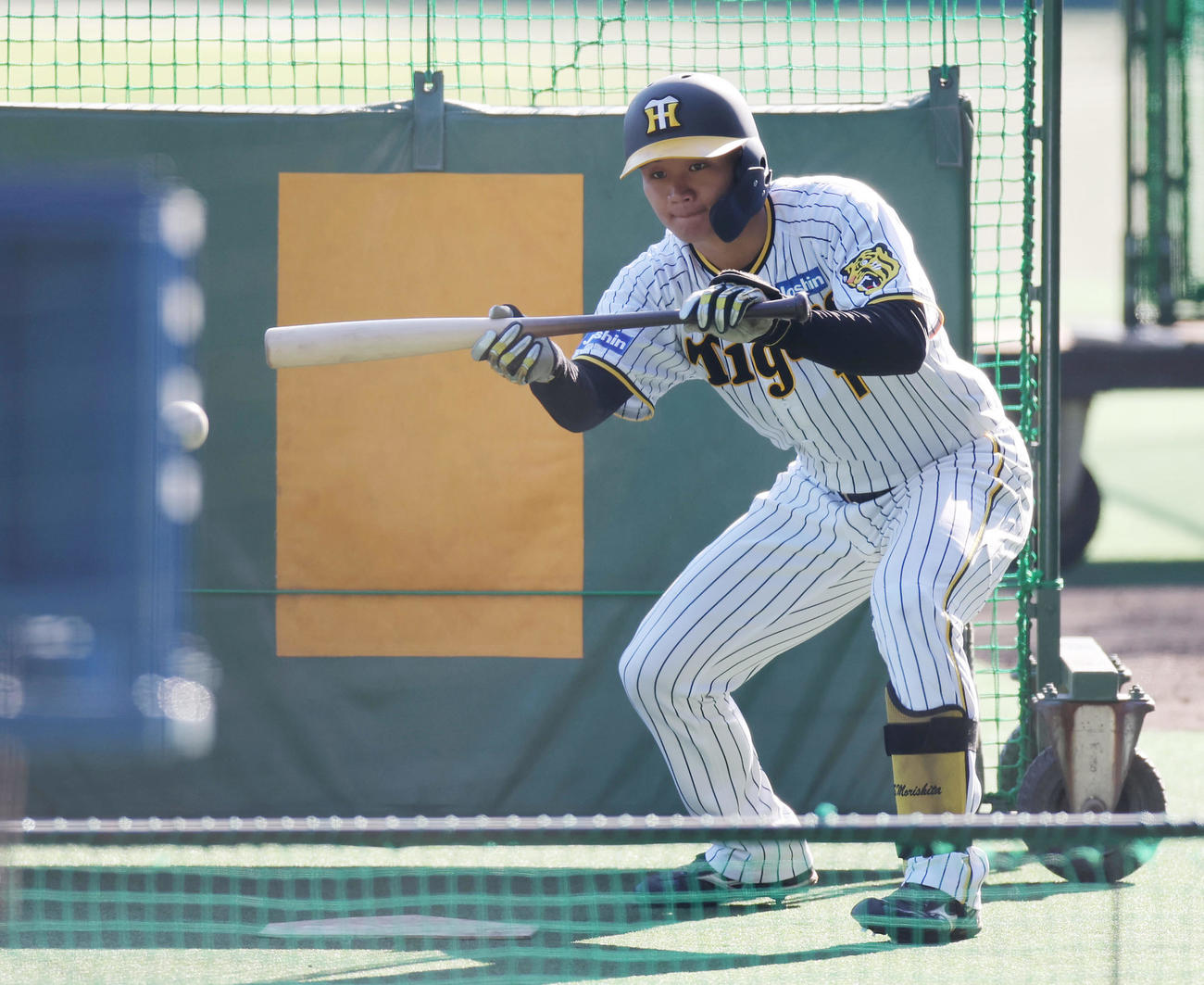 バント練習を行う阪神森下（撮影・前田充）