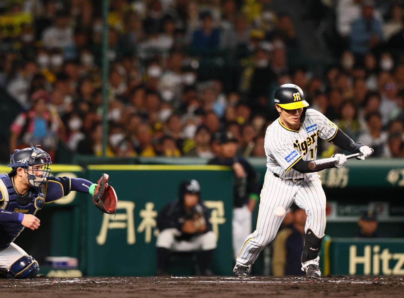 阪神対オリックス　2回裏阪神1死一、三塁、坂本はスクイズを試みるがファウル（撮影・上山淳一）