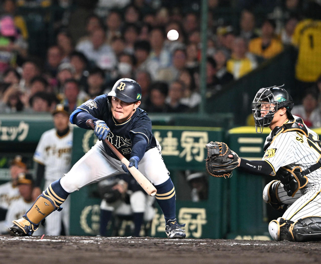 阪神対オリックス　8回表オリックス無死一塁、スリーバントを失敗する野口（撮影・和賀正仁）