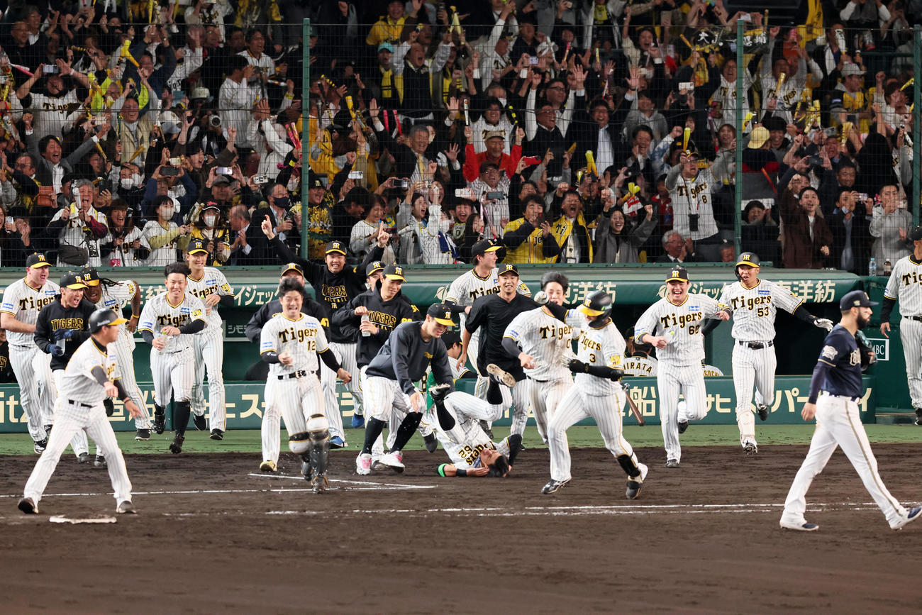 阪神対オリックス　9回裏阪神1死満塁、大山は左へサヨナラ適時打を放ちベンチから駆け寄るナインの中で植田が転倒する（撮影・加藤哉）