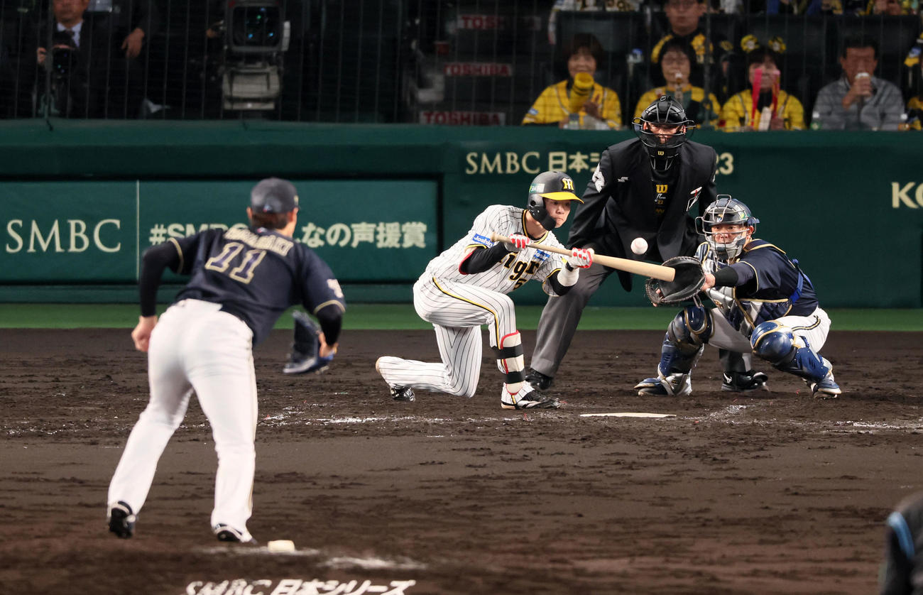 阪神対オリックス　5回裏阪神無死一塁、中野は投前に犠打を決める。投手は山■（■は崎の大が立の下の横棒なし）福（撮影・加藤哉）