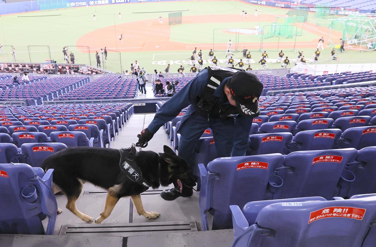 日本シリーズ第6戦　オリックス対阪神　阪神の選手がウオーミングアップをする中、スタンドをチェックする火薬のにおいなどを嗅ぎ分けるという警備犬（撮影・上田博志）