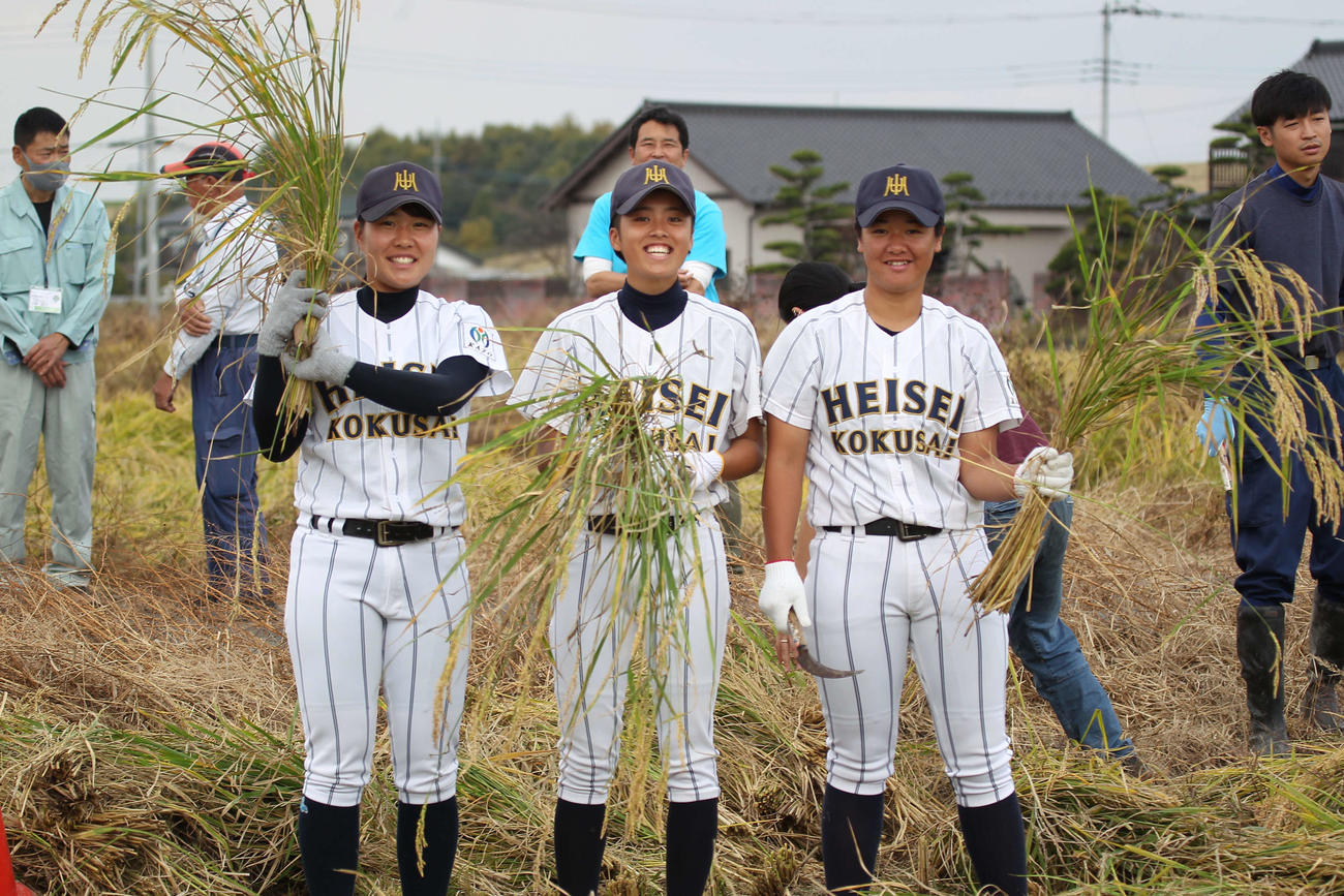 酒米「山田錦」の稲刈りに参加した平成国際大女子硬式野球部員（撮影・沢田啓太郎）