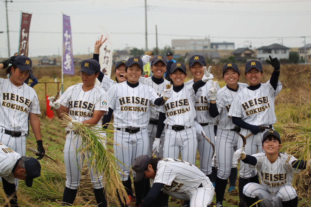 酒米「山田錦」の稲刈りに参加した平成国際大女子硬式野球部員（撮影・沢田啓太郎）