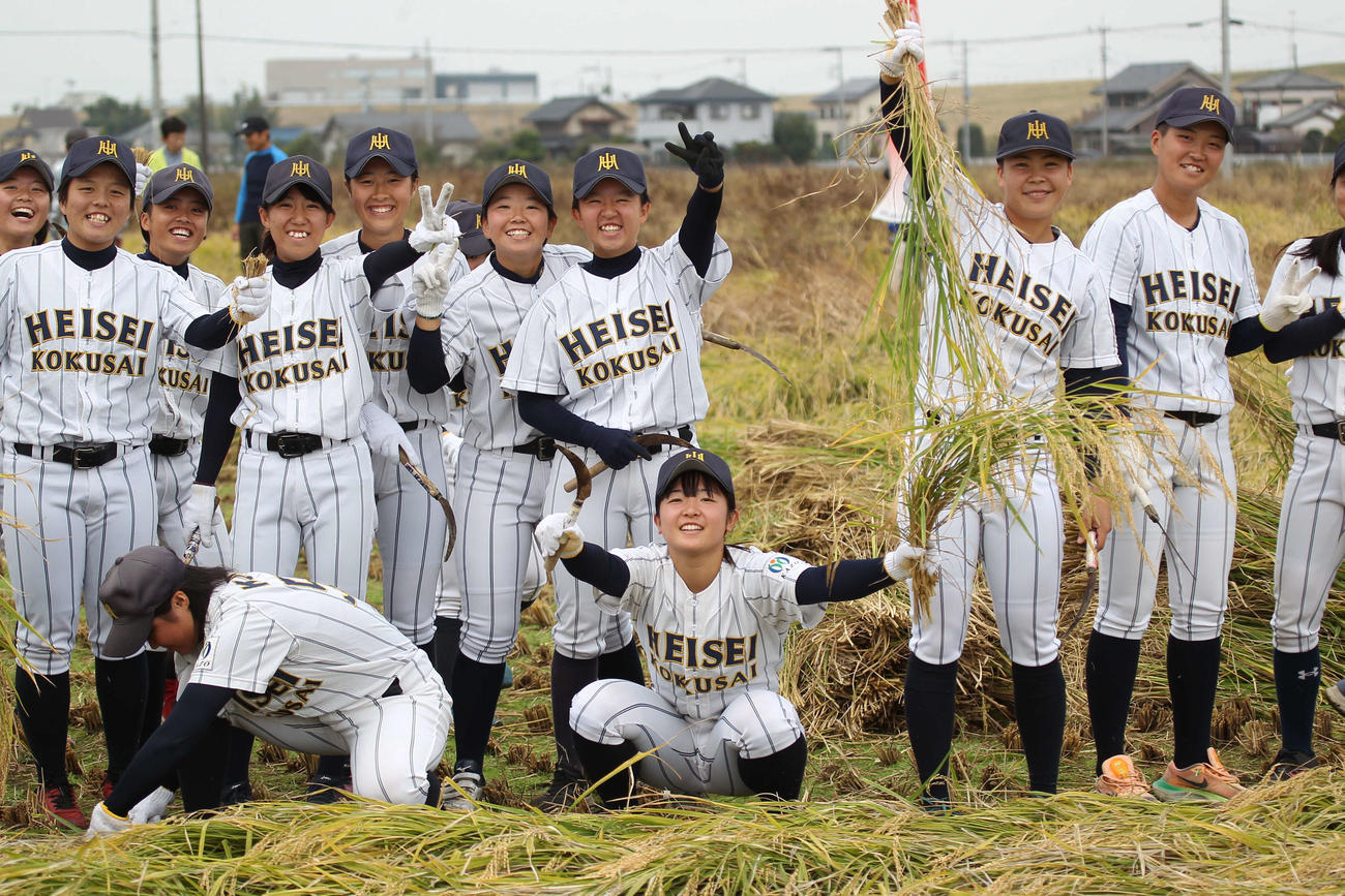 酒米「山田錦」の稲刈りに参加した平成国際大女子硬式野球部員（撮影・沢田啓太郎）