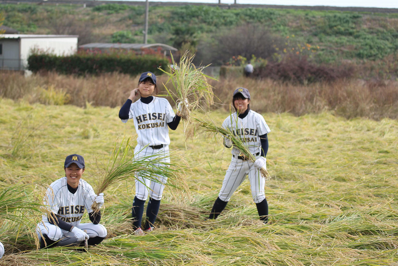酒米「山田錦」の稲刈りに参加した平成国際大女子硬式野球部員（撮影・沢田啓太郎）