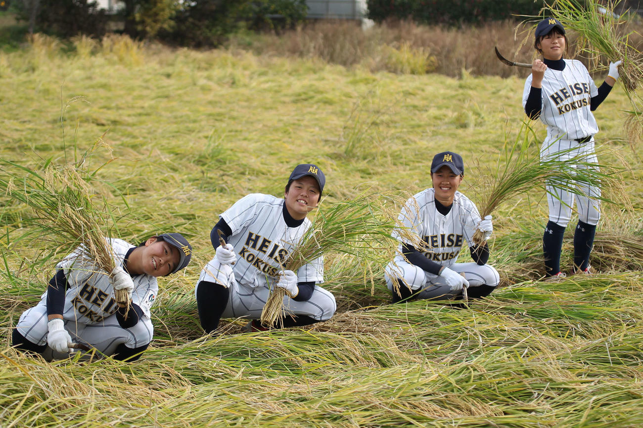 酒米「山田錦」の稲刈りに参加した平成国際大女子硬式野球部員（撮影・沢田啓太郎）