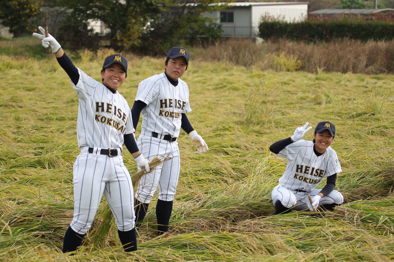 酒米「山田錦」の稲刈りに参加した平成国際大女子硬式野球部員（撮影・沢田啓太郎）