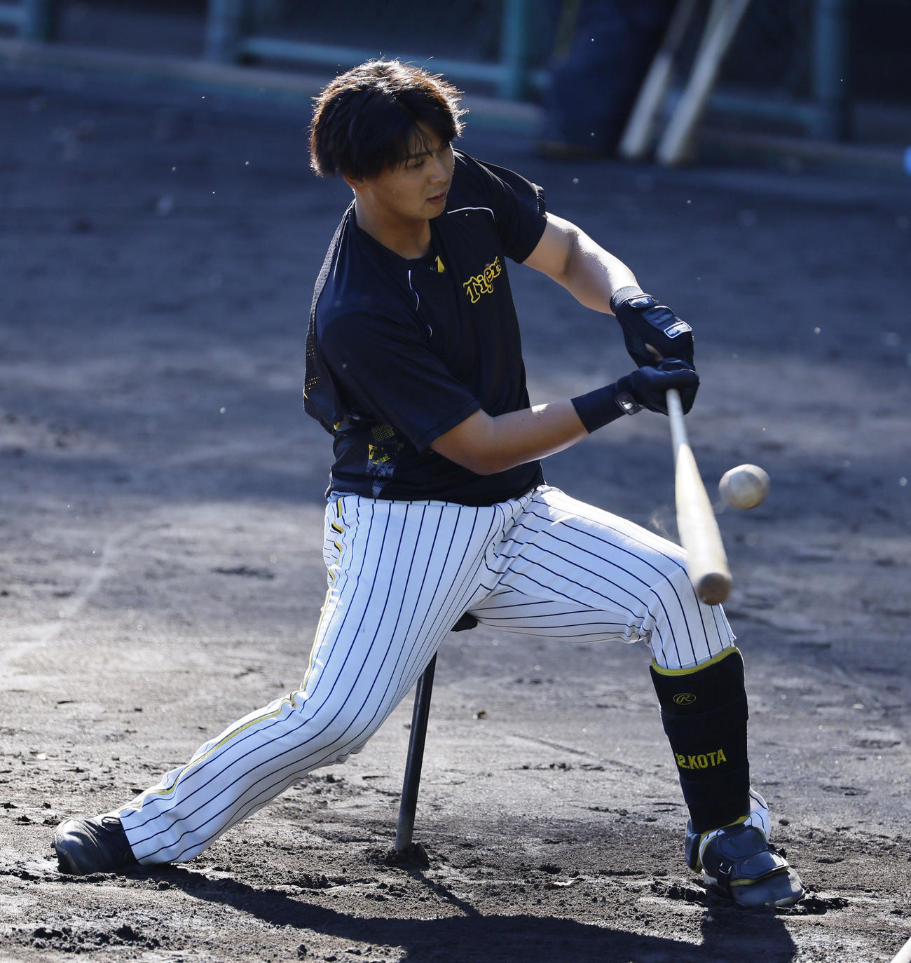 打撃練習をする阪神井上（撮影・藤尾明華）