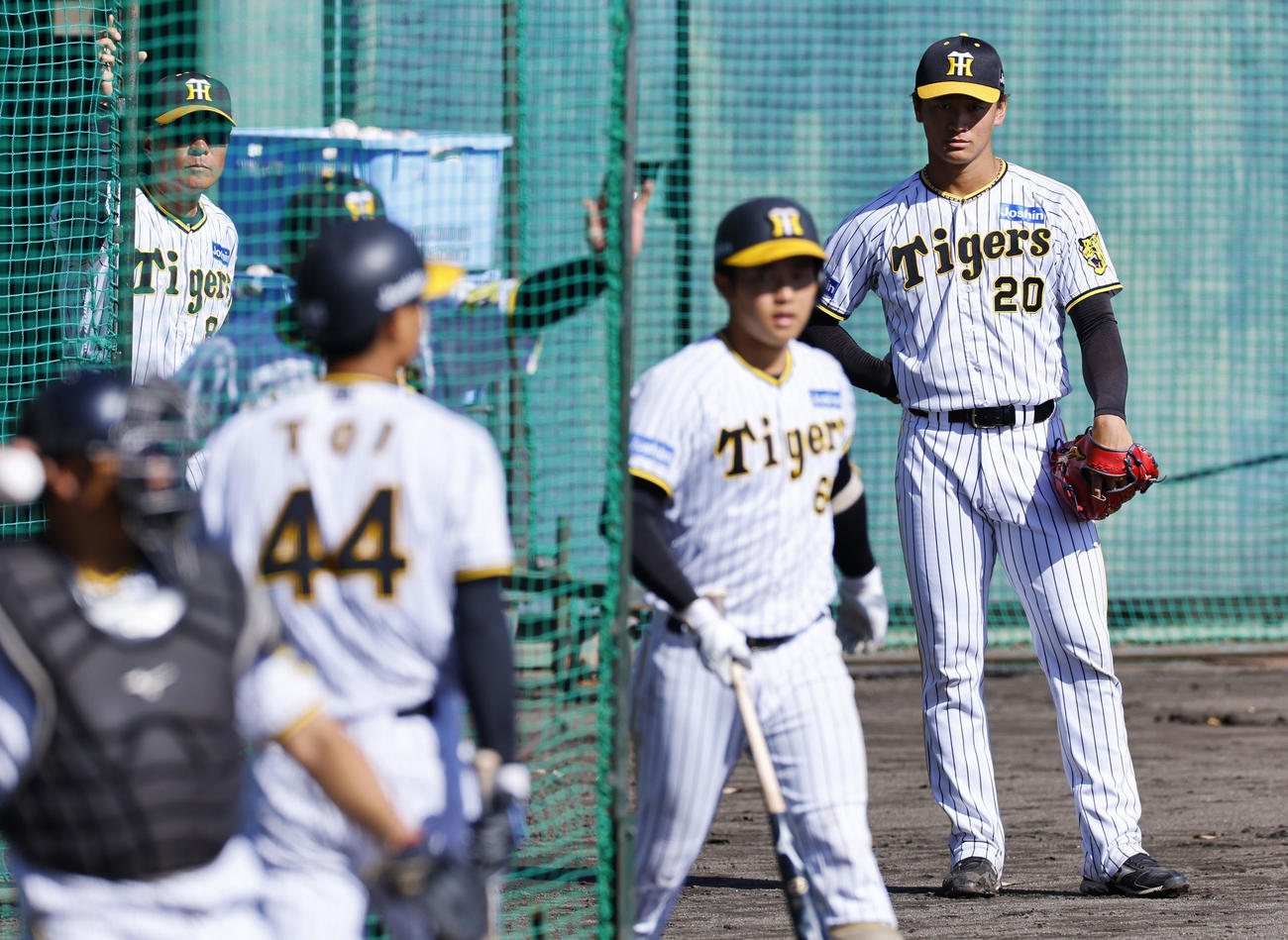 阪神秋季キャンプ　シート打撃を見つめる阪神森木（右端）（撮影・藤尾明華）