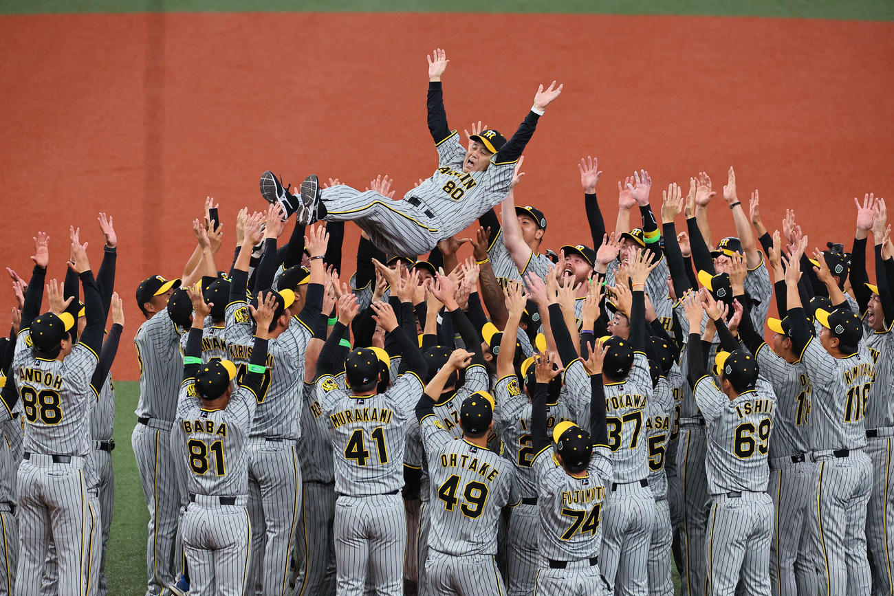 オリックス対阪神　38年ぶりの日本一を達成し、ナインに胴上げされる阪神岡田監督（2023年11月５日撮影）
