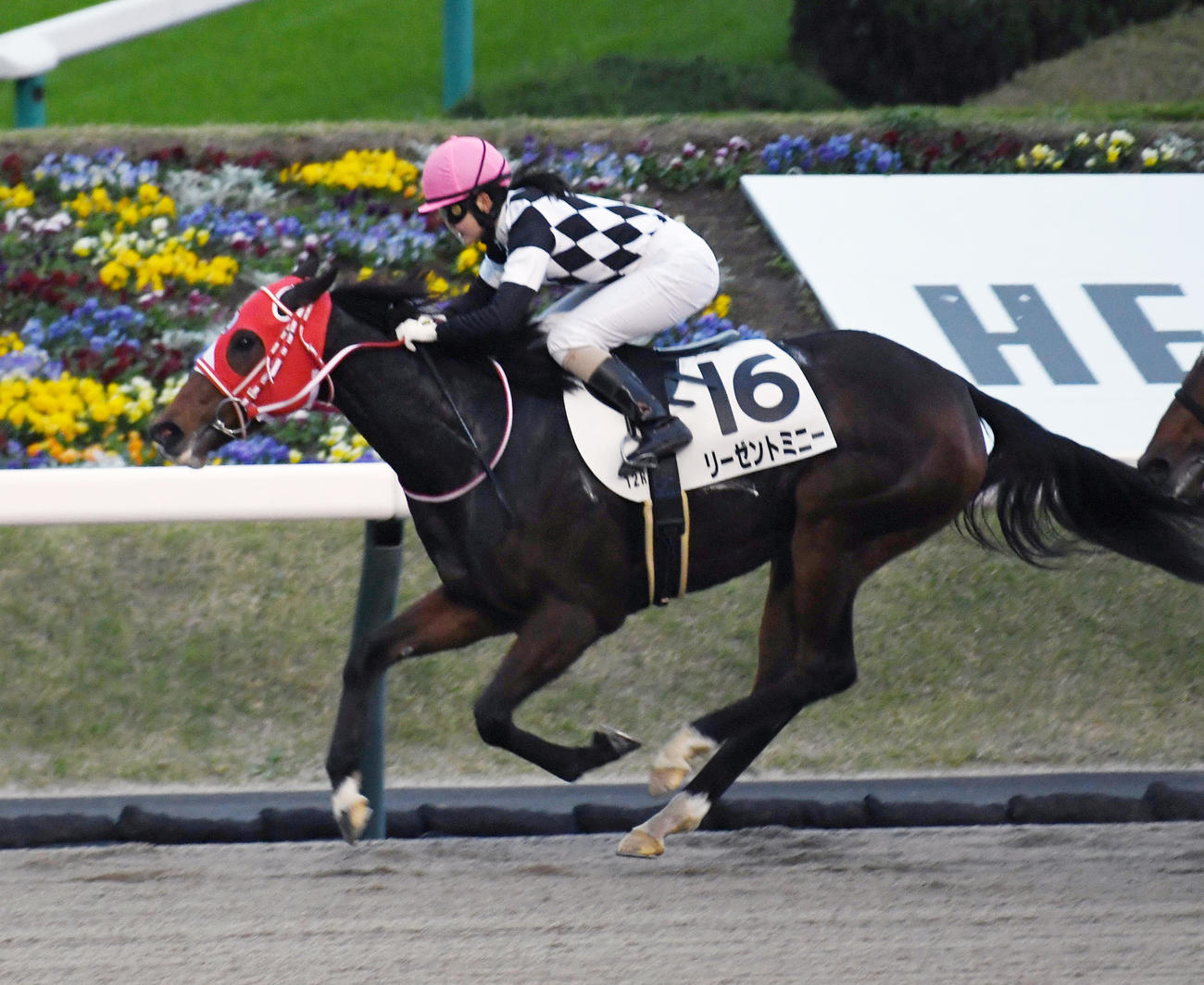 福島12R、1着リーゼントミニーと古川奈穂騎手（撮影・柴田隆二）