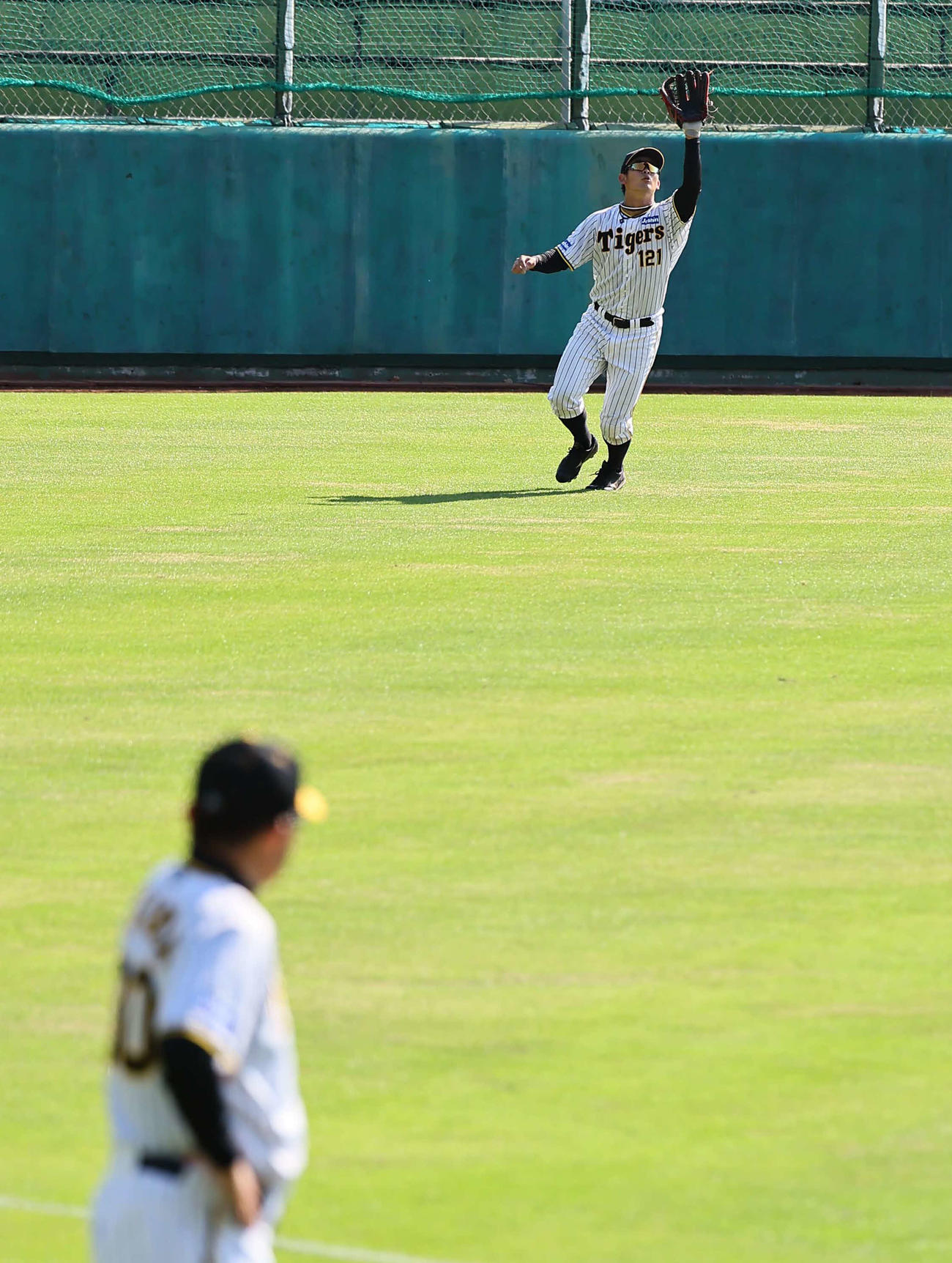 岡田監督の見守る中、左翼でシートノックを受ける野口（撮影・上田博志）