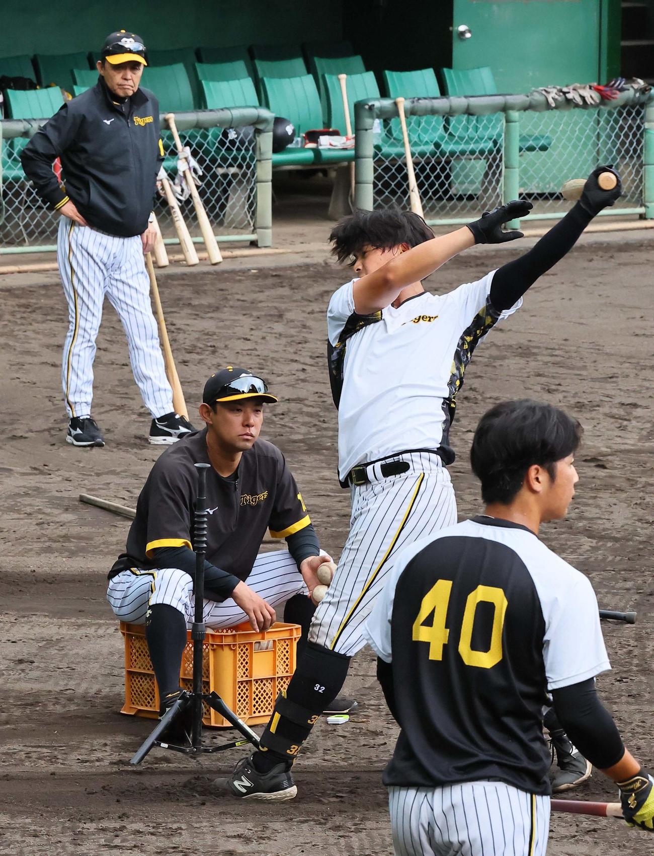 岡田監督（左）が見守る中、打撃練習をする井上（撮影・上田博志）