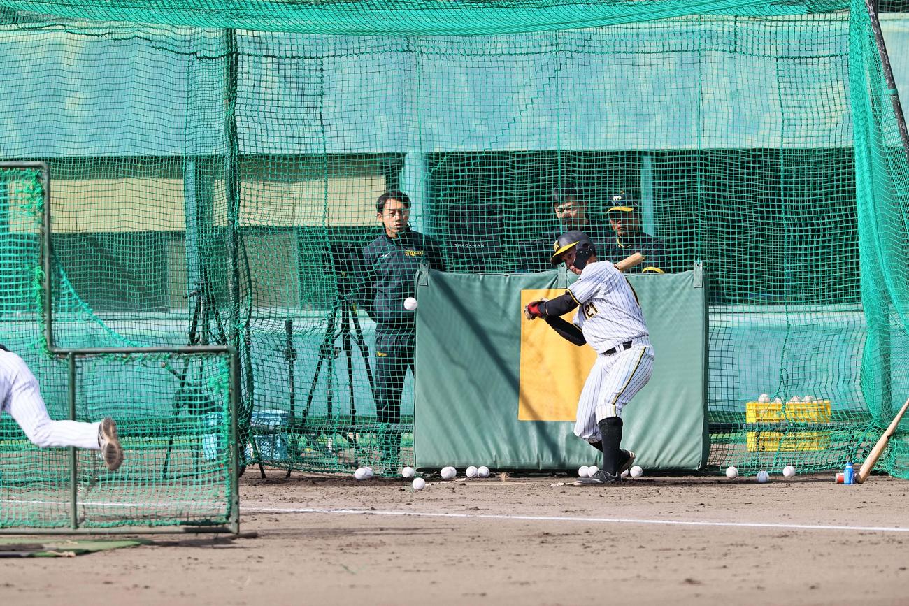 ランチ特打、野口恭佑の打撃（撮影・上田博志）