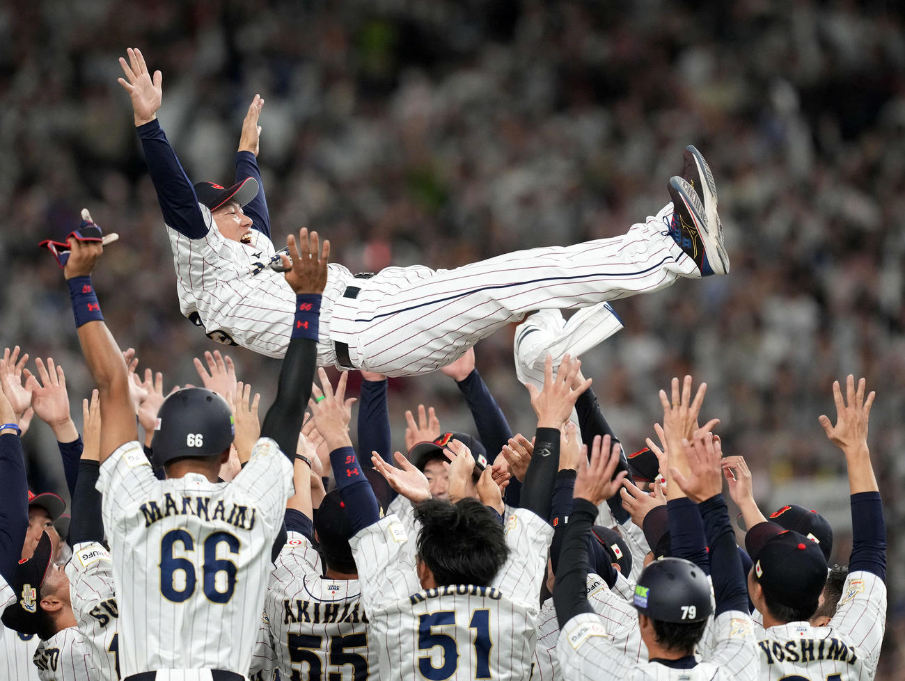 日本対韓国　優勝を飾り胴上げされる侍ジャパン井端監督（撮影・たえ見朱実）