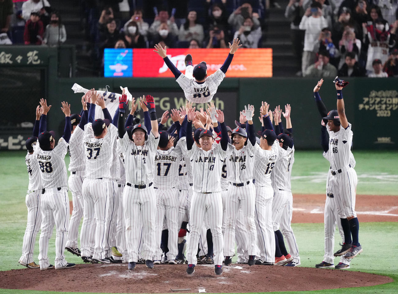 日本対韓国　優勝し胴上げされる井端弘和監督（上）（撮影・菅敏）