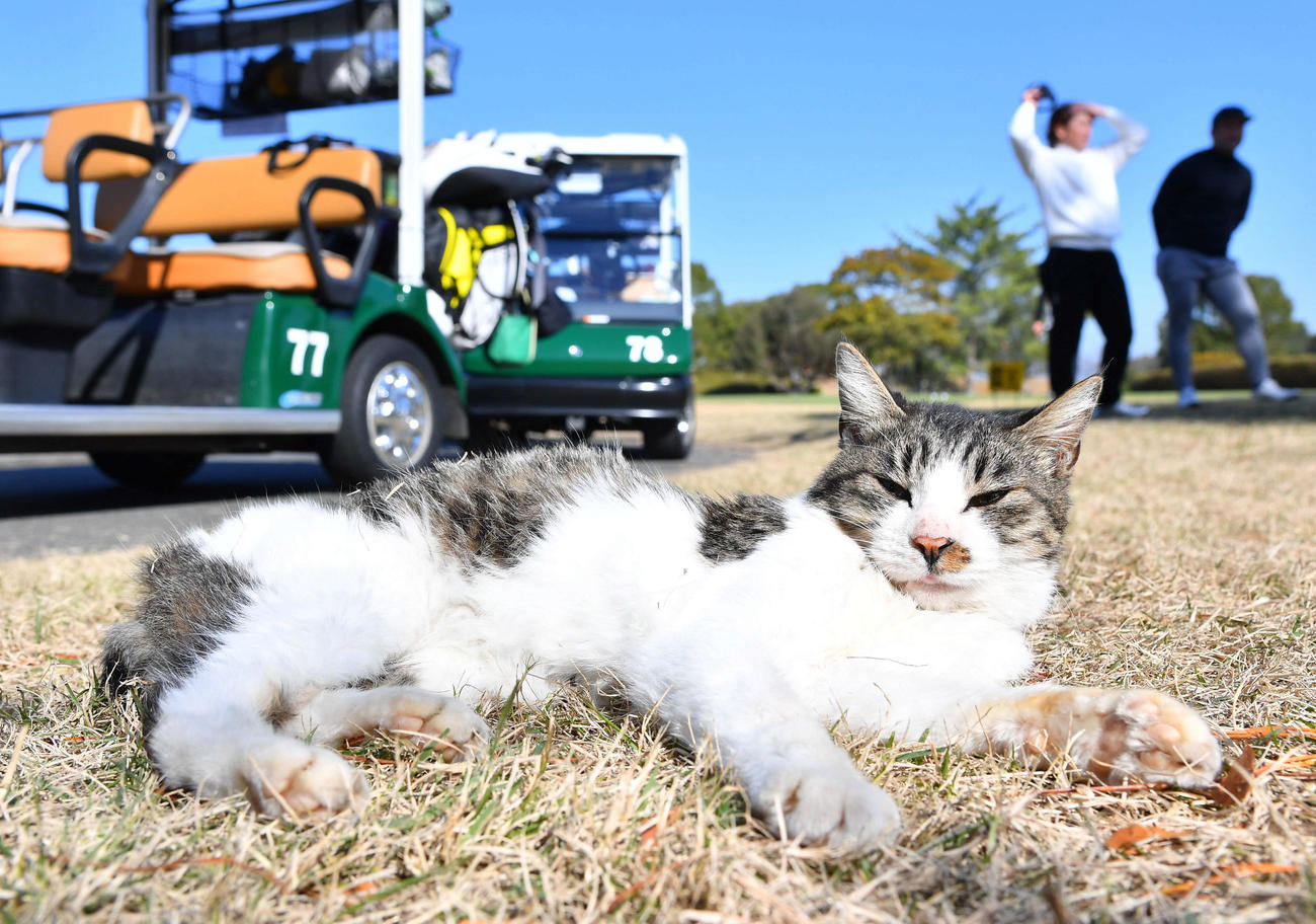 ソフトバンクが納会ゴルフを行ったゴルフ場にすみつく猫（撮影・岩下翔太）