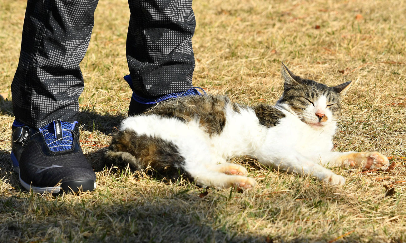 小久保監督の足元から離れない、ゴルフ場にすみつく猫（撮影・岩下翔太）