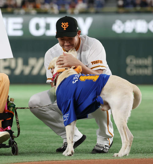介助犬と触れ合う巨人菅野（撮影・宮地輝）