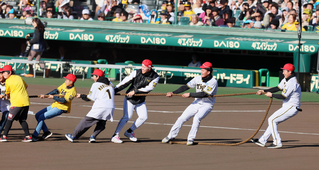 「燃えろ！猛虎大運動会」の綱引きで小学生チームへ鞍替えした左から佐藤輝、森下、大山（撮影・加藤哉）