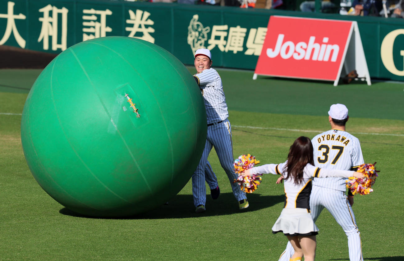 「燃えろ！猛虎大運動会」の大玉転がしに参加する桐敷（撮影・加藤哉）