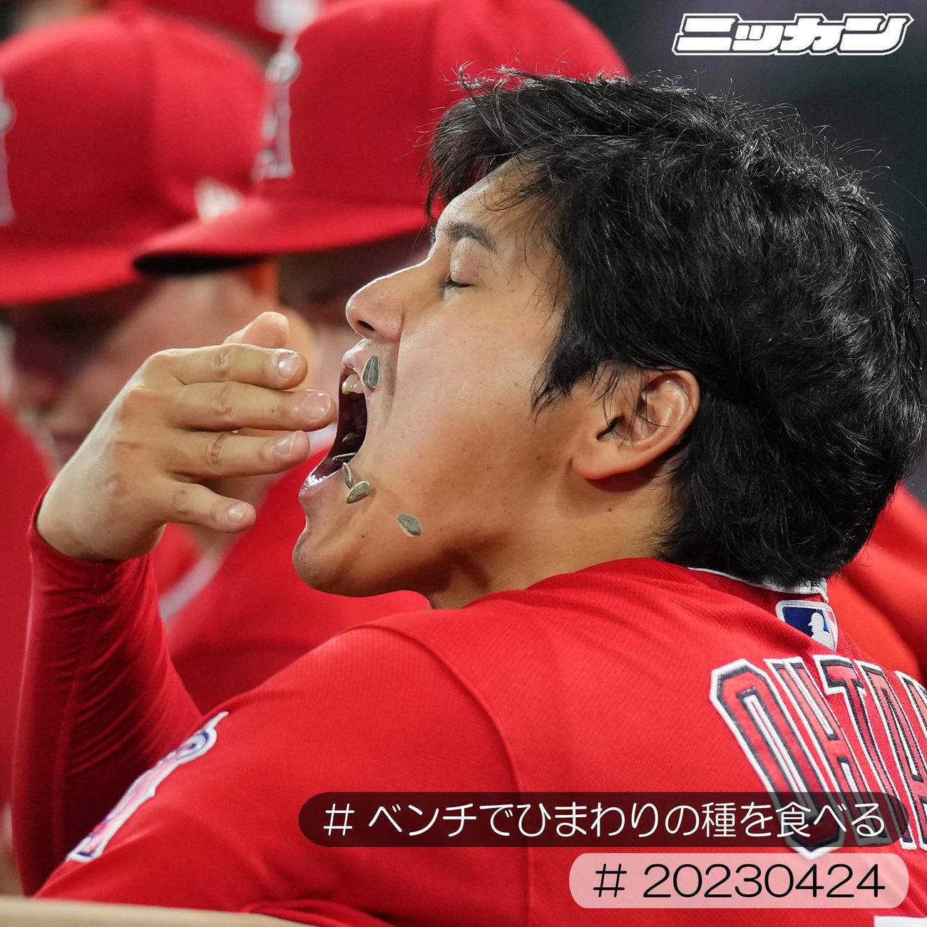 4月24日、アスレチックス戦で大きな口を開けひまわりの種を食べる大谷（撮影・菅敏）