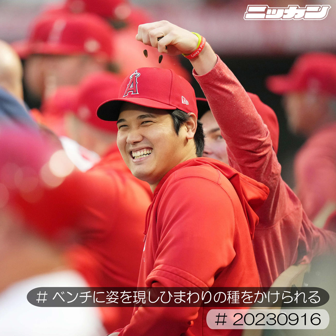 9月16日、タイガース戦でベンチに姿を現しひまわりの種をかけられる大谷（撮影・菅敏）