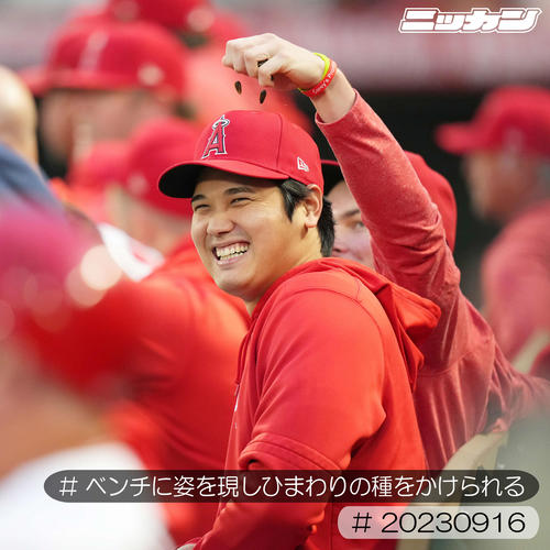 9月16日、タイガース戦でベンチに姿を現しひまわりの種をかけられる大谷（撮影・菅敏）