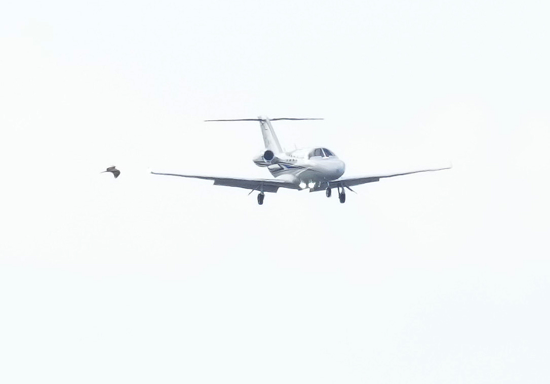 宮崎空港に着陸するダルビッシュ有を乗せたチャーター機。大きなトリも並走する（2023年2月15日撮影）