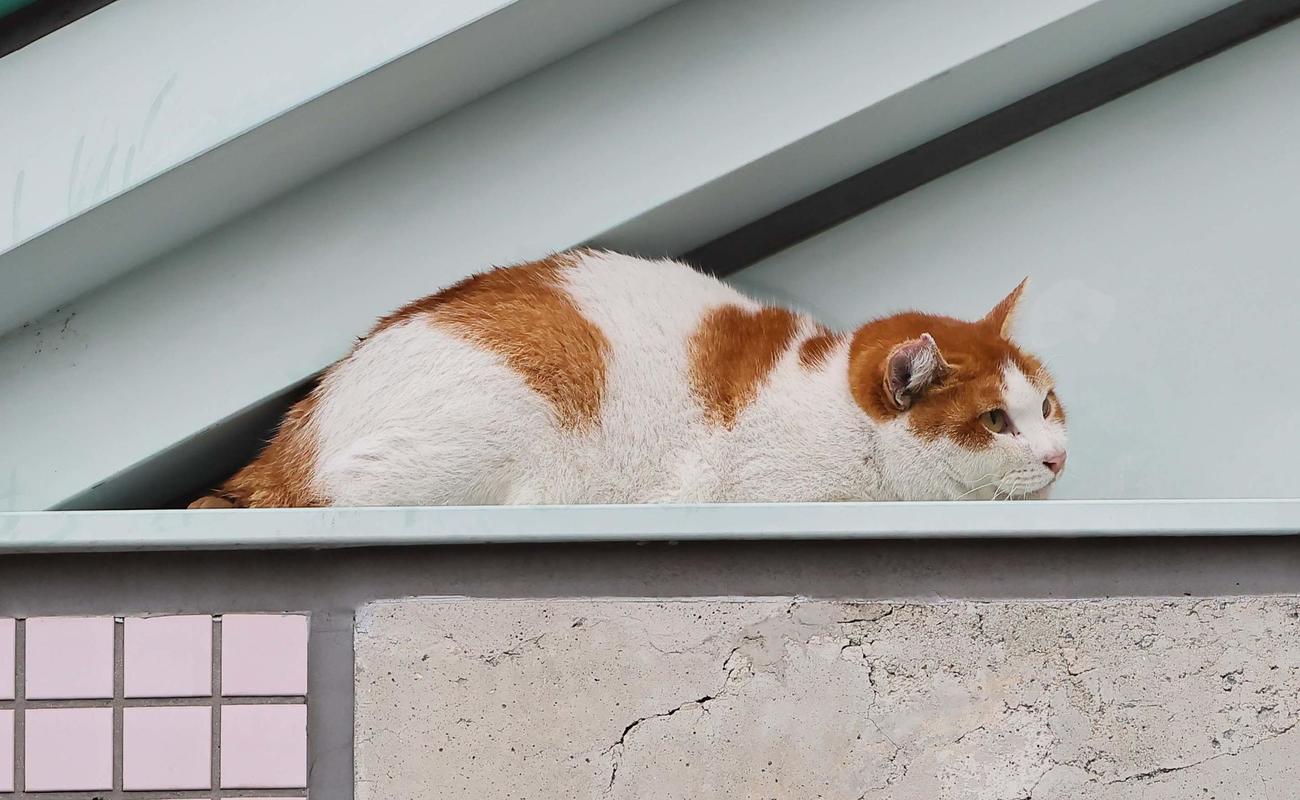 虎風荘3階部分で動けなくなった猫（撮影・上田博志）