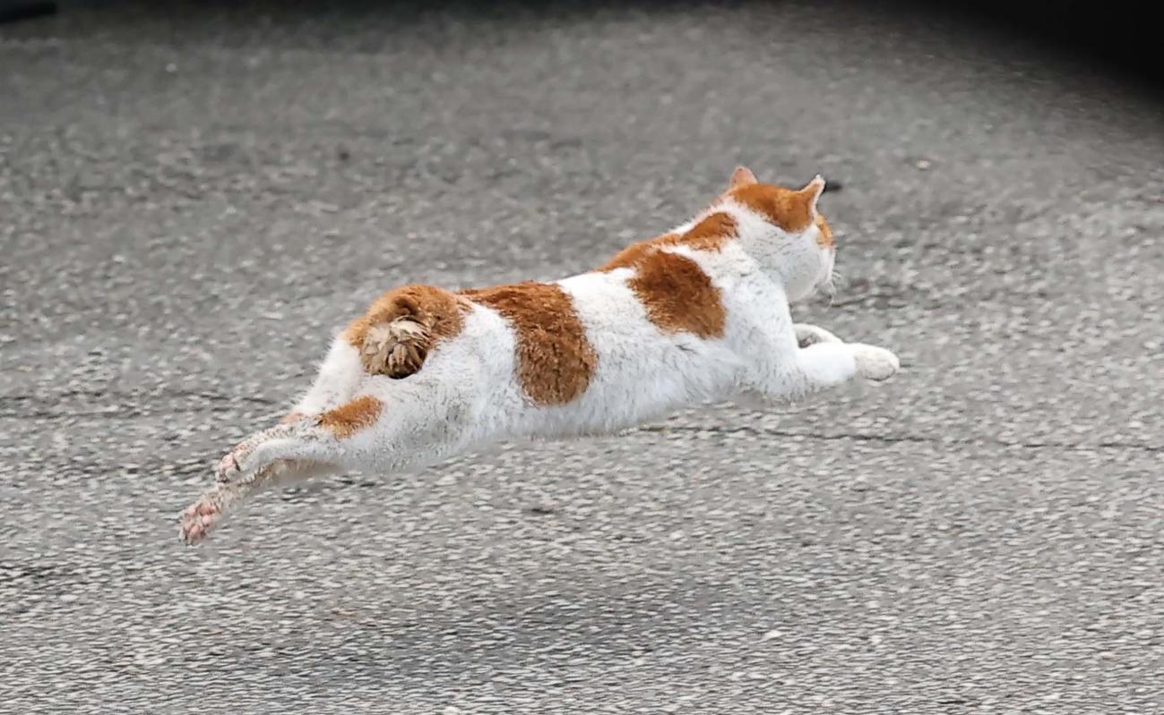 難を逃れ元気に走り去る猫（撮影・上田博志）