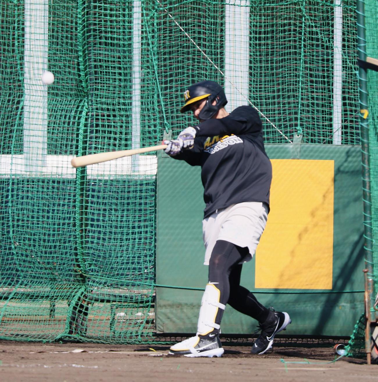 阪神合同自主トレで宜野座1号を放つ井上（撮影・加藤哉）