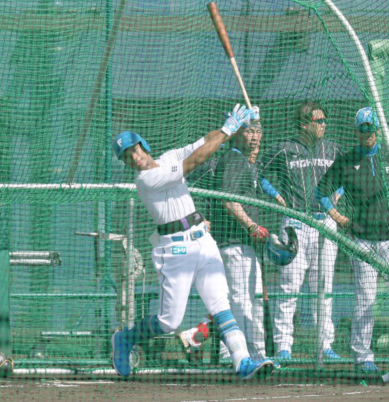 フリー打撃する日本ハム万波（撮影・黒川智章）