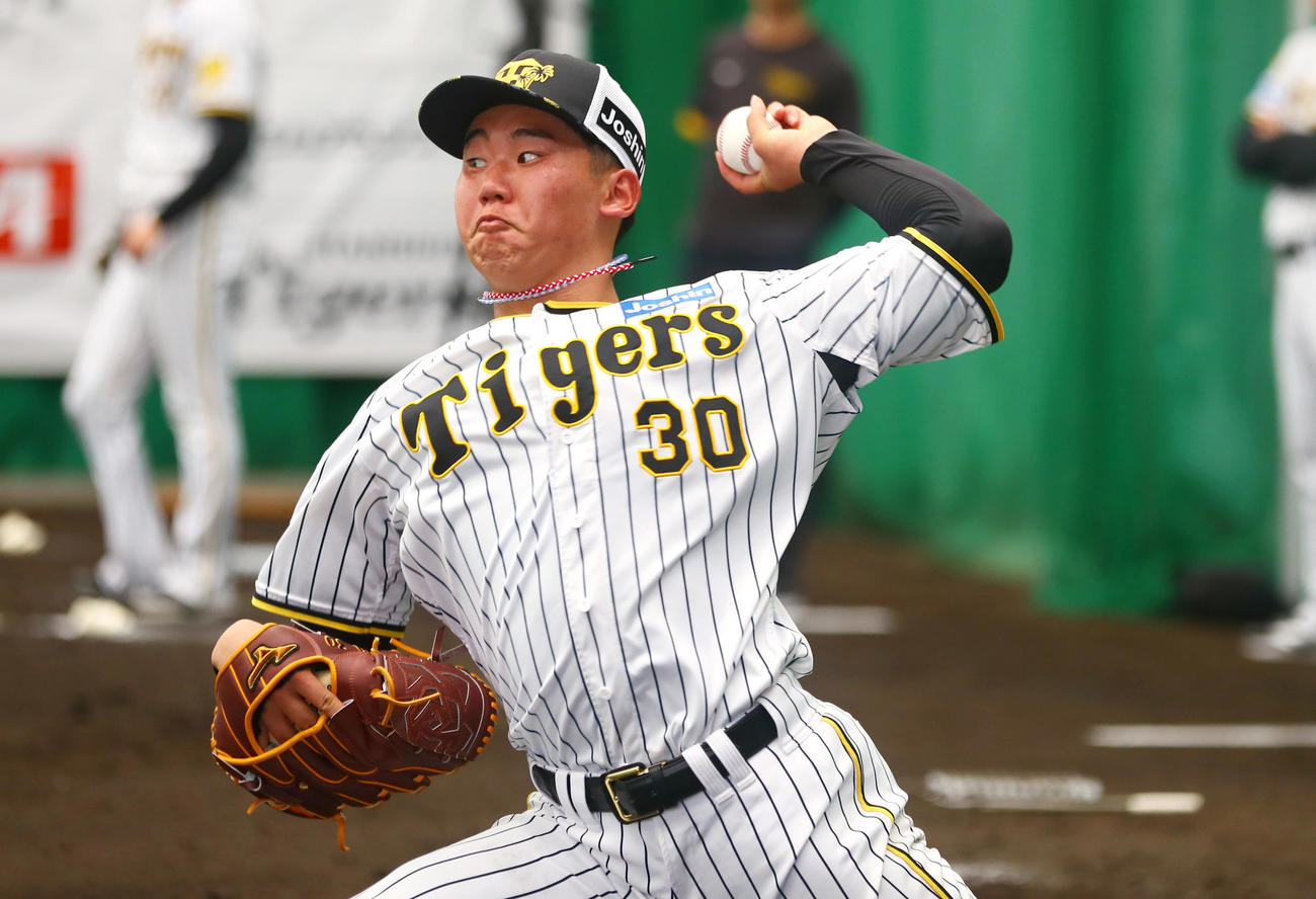ブルペンで投球する阪神門別（撮影・上山淳一）