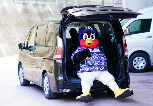 車の荷台に座り、キャンプ施設を移動するつば九郎。体にしっかりシートベルトを縛り付けられていました（撮影・横山健太）