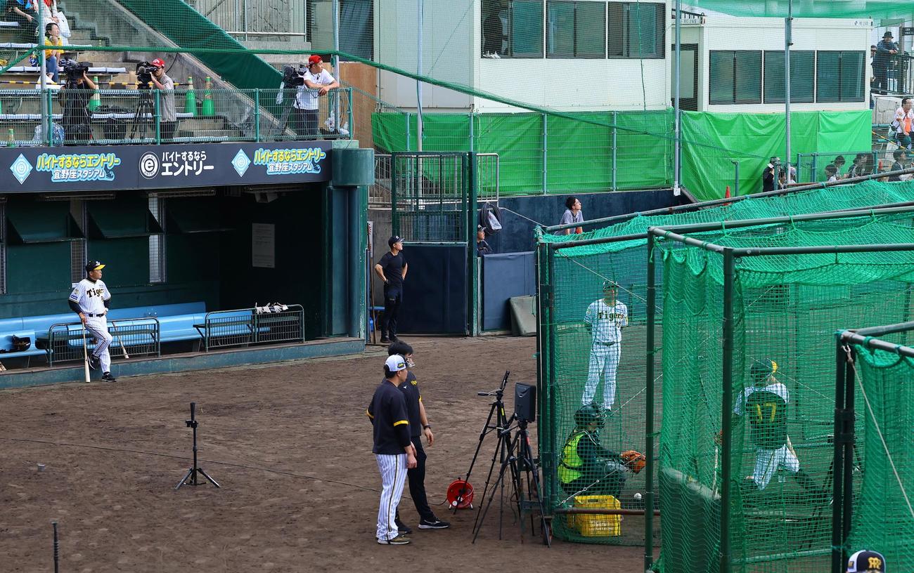 阪神春季キャンプ　野口の特打を見つめる岡田監督（左端）（撮影・藤尾明華）