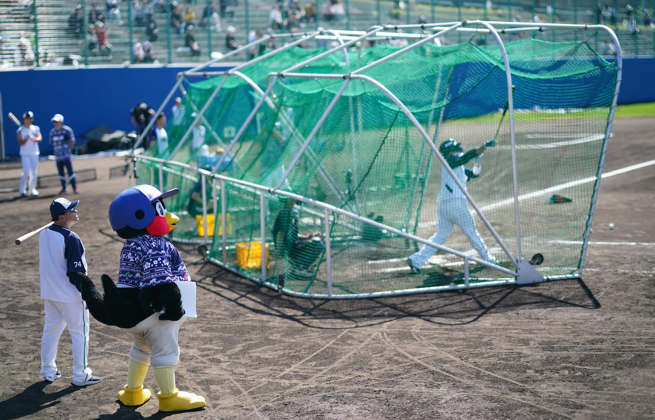特打で柵越えを連発するヤクルト村上の打球をつば九郎も目が点になりがらなも見つめていた（撮影・横山健太）