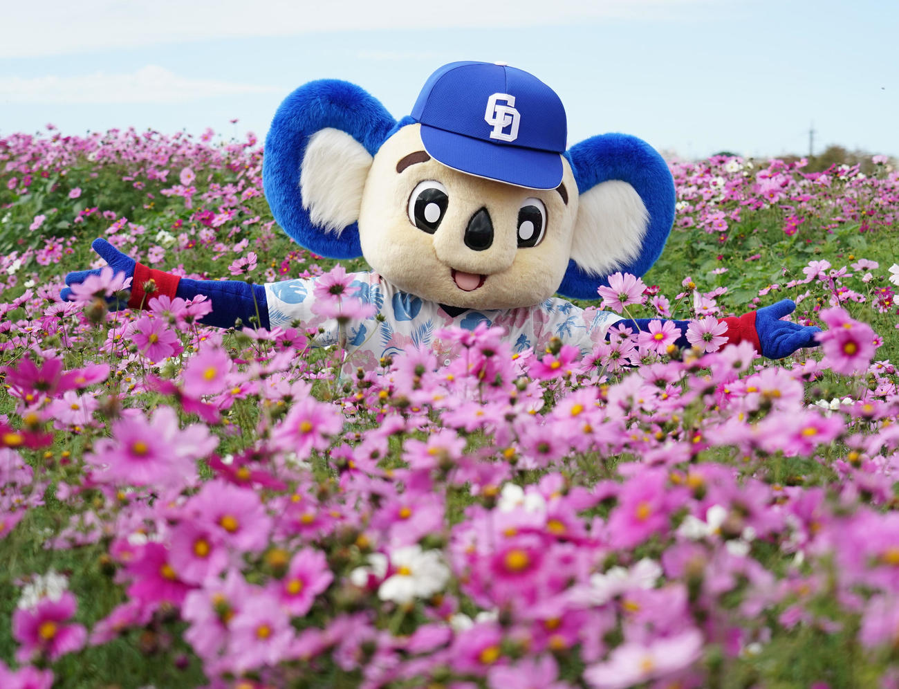 練習終了後にキャンプ地のイベント「りっかりっかいちゃびら祭」に参加しコスモス畑で記念撮影に収まるドアラ（撮影・森本幸一）