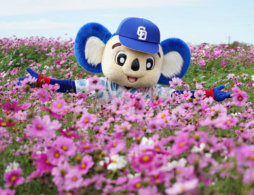 練習終了後にキャンプ地のイベント「りっかりっかいちゃびら祭」に参加しコスモス畑で記念撮影に収まるドアラ（撮影・森本幸一）
