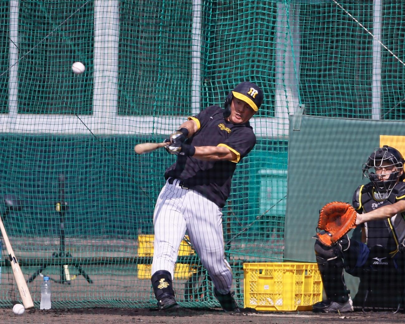 阪神春季キャンプ　ランチ特打で快音を響かせる前川右京（撮影・藤尾明華）