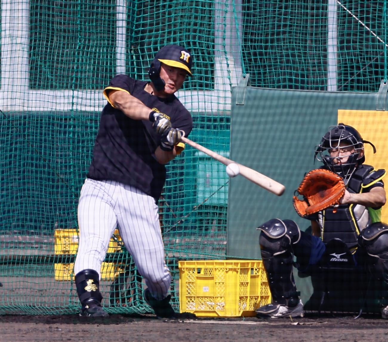 阪神春季キャンプ　ランチ特打で快音を響かせる前川（撮影・藤尾明華）