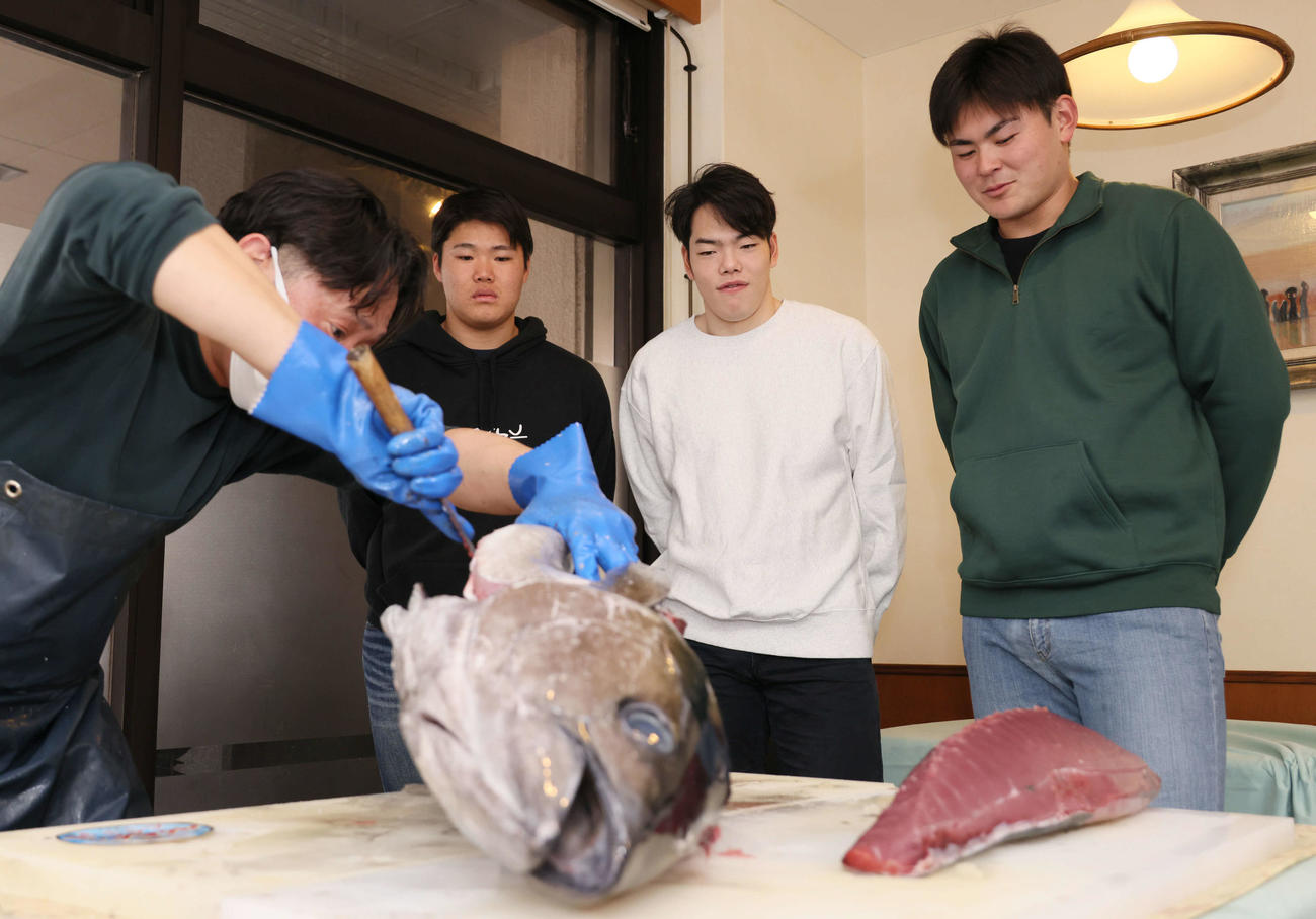 マグロの解体ショーを見学する左2人目から広島ドラフト2位の高、ドラフト3位の滝田、ドラフト5位の赤塚（撮影・加藤孝規）