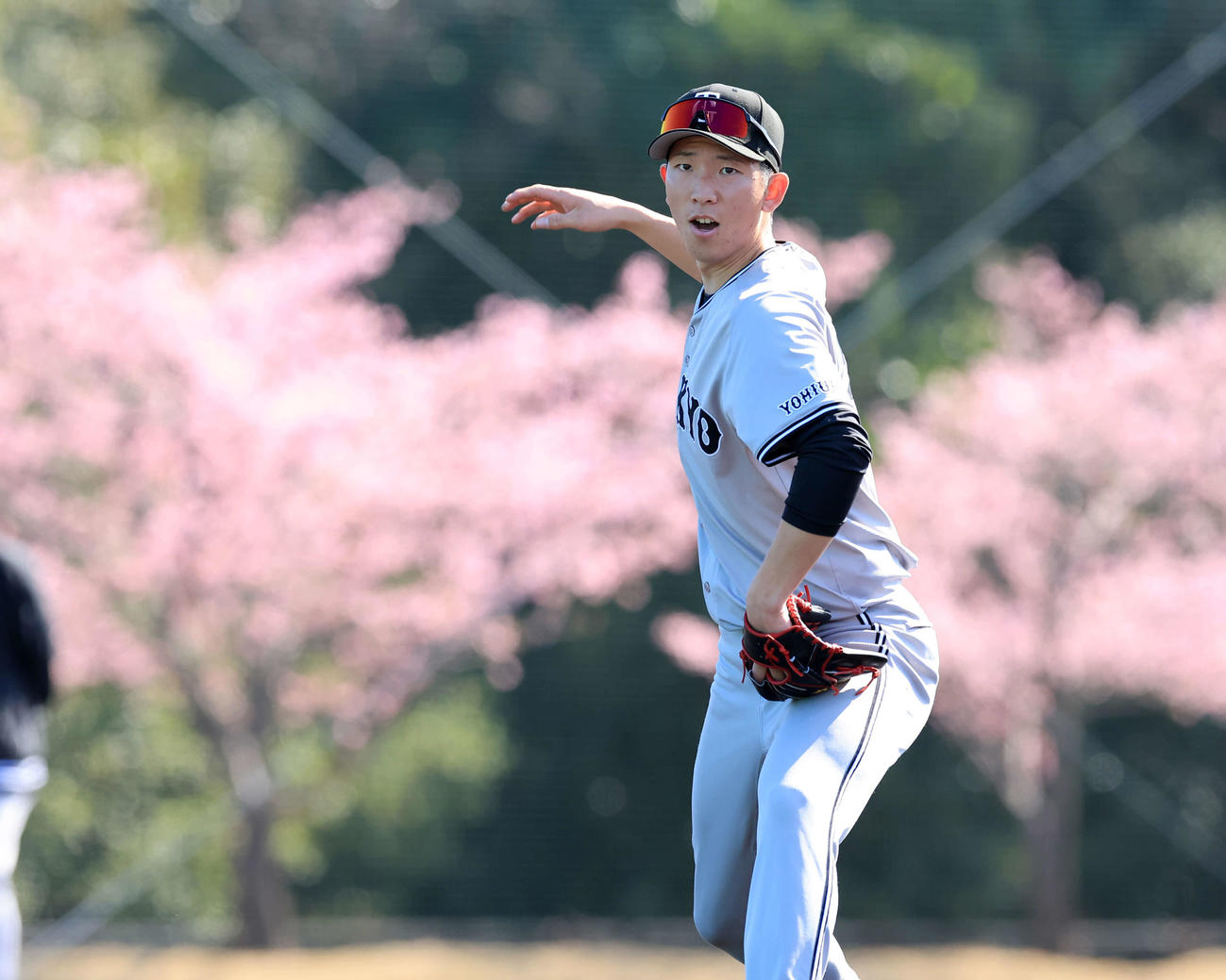 満開の河津桜を背にノックを受ける巨人戸郷（撮影・浅見桂子）