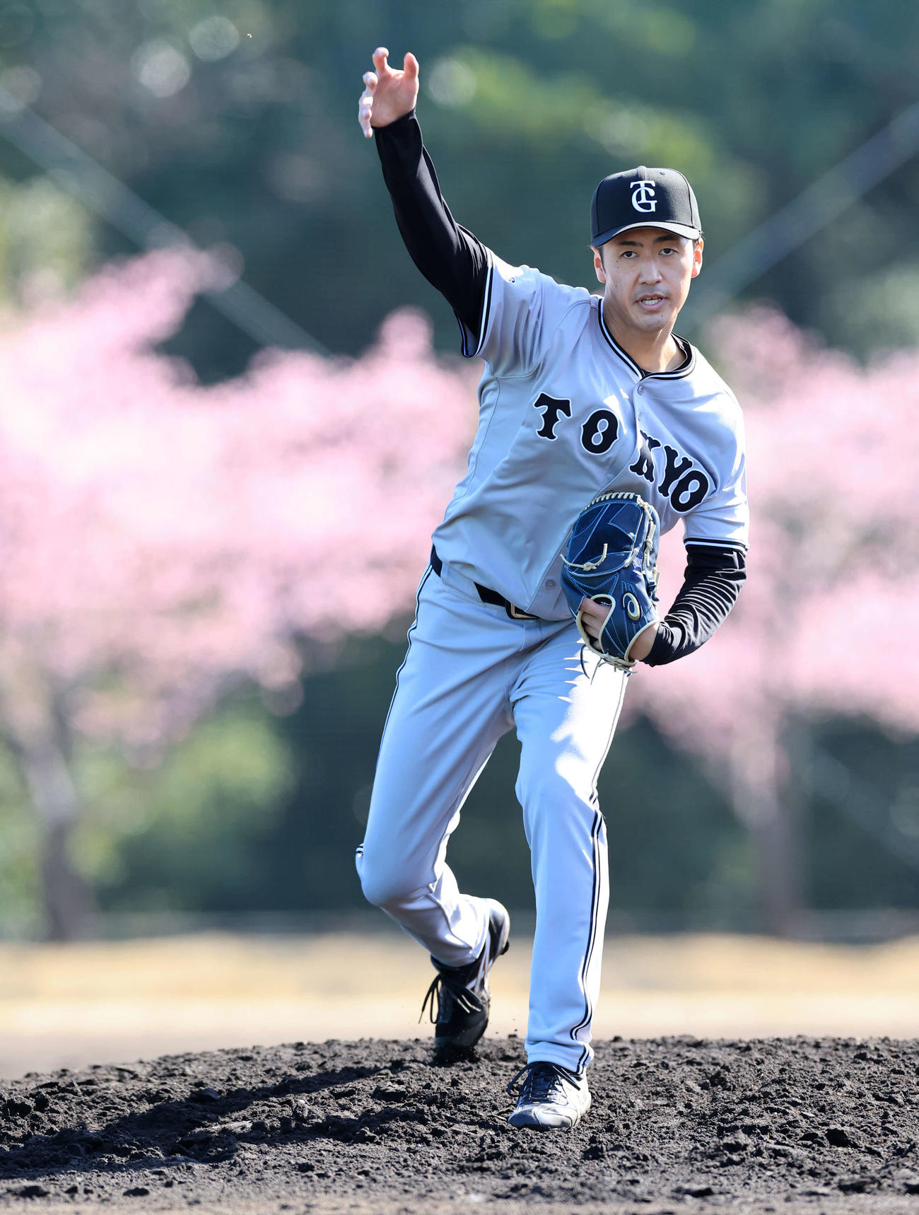 満開の河津桜を背にノックを受ける巨人西舘（撮影・浅見桂子）