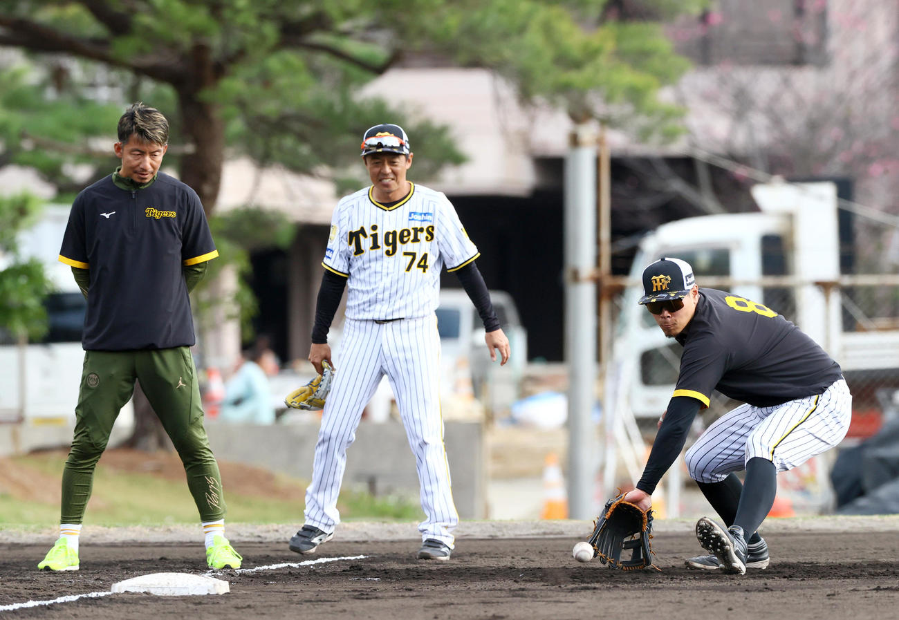 阪神佐藤輝（手前）の守備を見る鳥谷臨時コーチ（左）と藤本内野守備走塁コーチ（撮影・上山淳一）