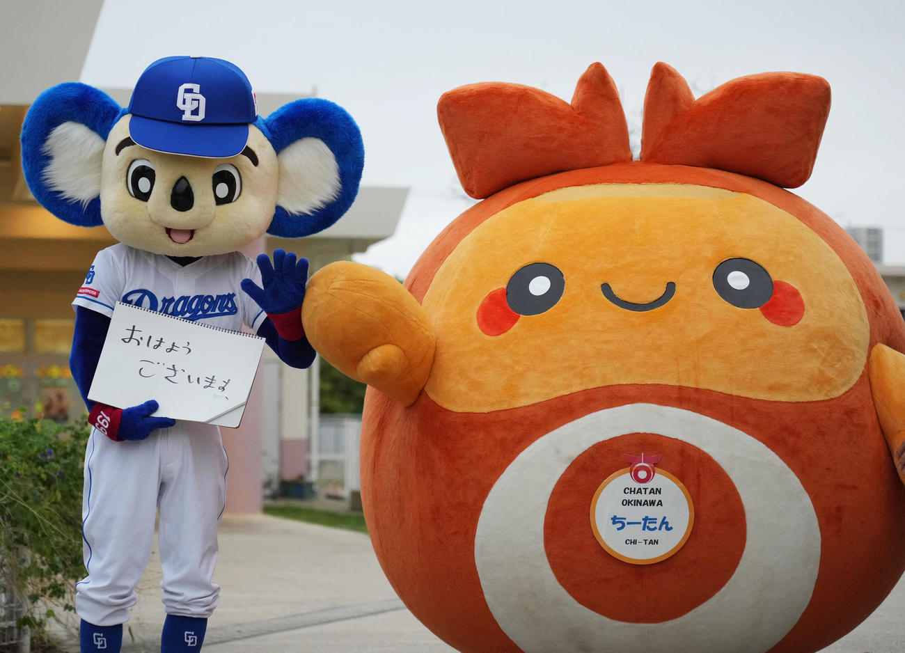北谷町マスコットのちーたんとともに地元小学校で毎年恒例のあいさつ運動を行うドアラ（左）（撮影・森本幸一）