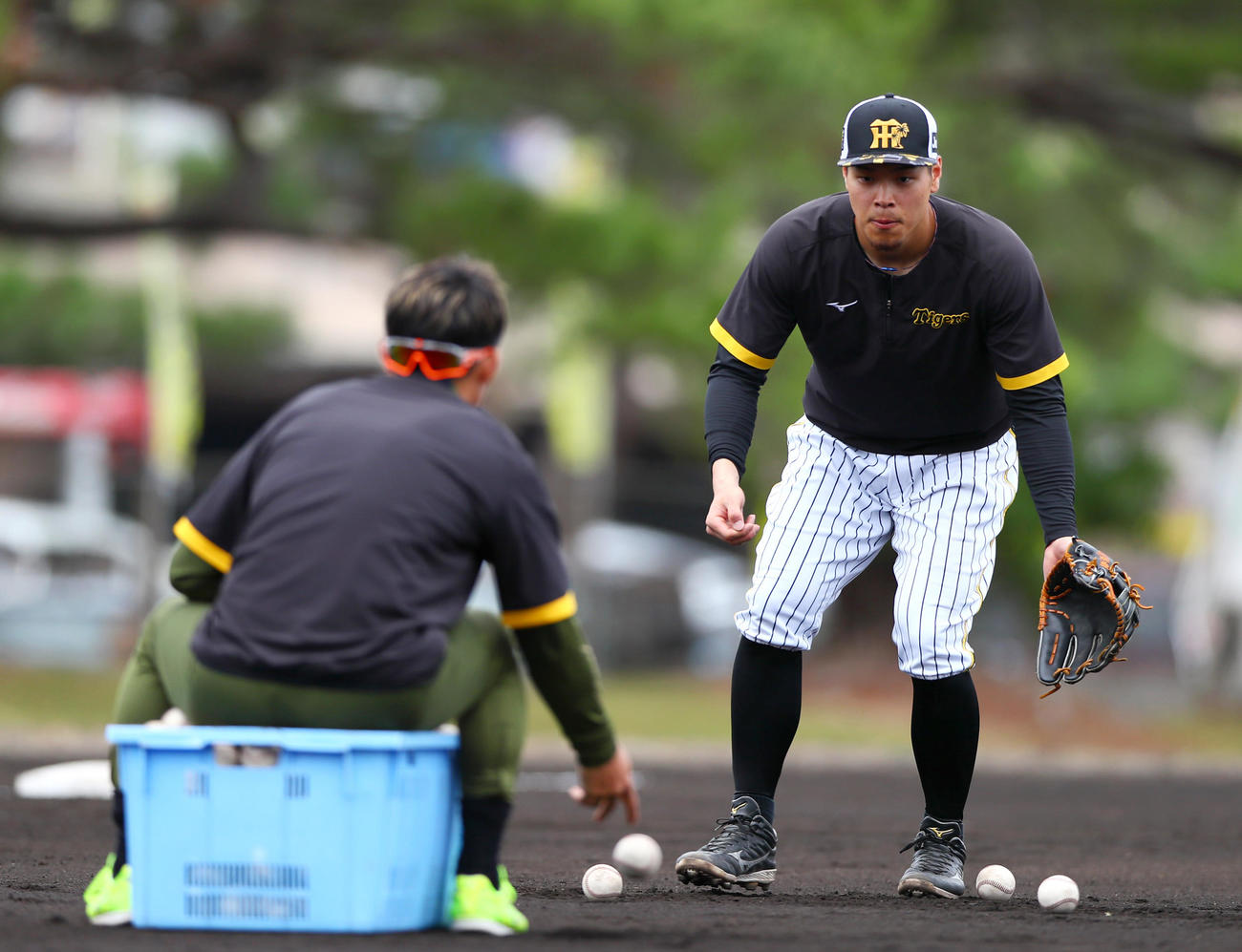 鳥谷臨時コーチが転がすボールを受ける阪神佐藤輝（撮影・上山淳一）